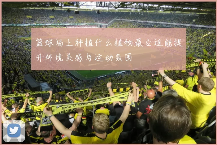 篮球场上种植什么植物最合适能提升环境美感与运动氛围